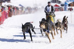 Lenk 2013
